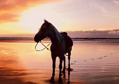 Pferd beim Sonnenuntergangsritt am Strand von Tanger