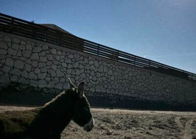 Das Bild zeigt einen liegenden Esel. Über ihm leuchtet der Mond. Taziri riding school bietet einen Mondscheinritt an