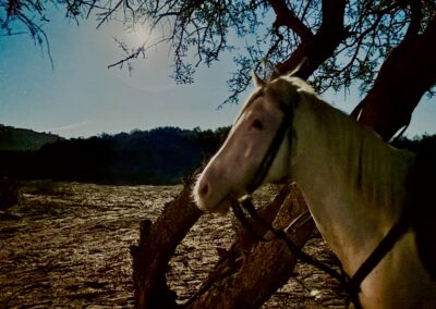 Das Bild ist bei einem Monscheinritt der Reitschule Taziri kids riding school entstanden