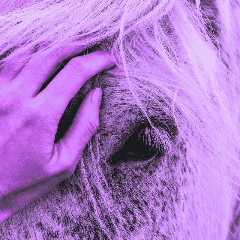 Hand streichelt Pferd – Vertrauen und Achtsamkeit bei Taziri Kids Riding School in Tanger